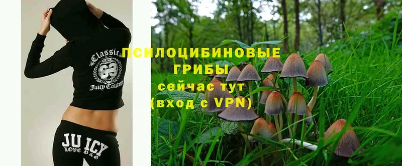 магазин    Буйнакск  Псилоцибиновые грибы Psilocybine cubensis 